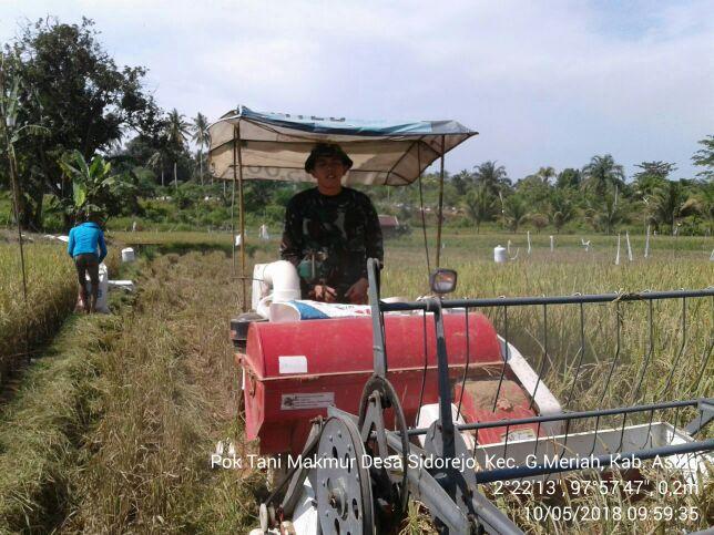 Babinsa Koramil 03 Gunung Meriah Bantu Anggota Kelompok Tani Panen Padi Dengan Tehnologi Moderen