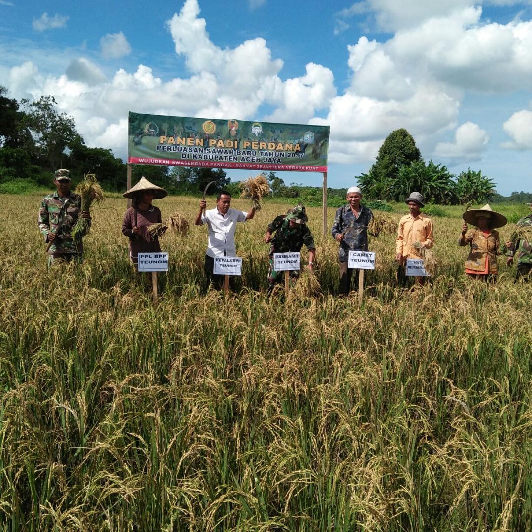 Koramil 06/Teunom Bersama Masyarakat Panen Perdana 22 Hektar Sawah