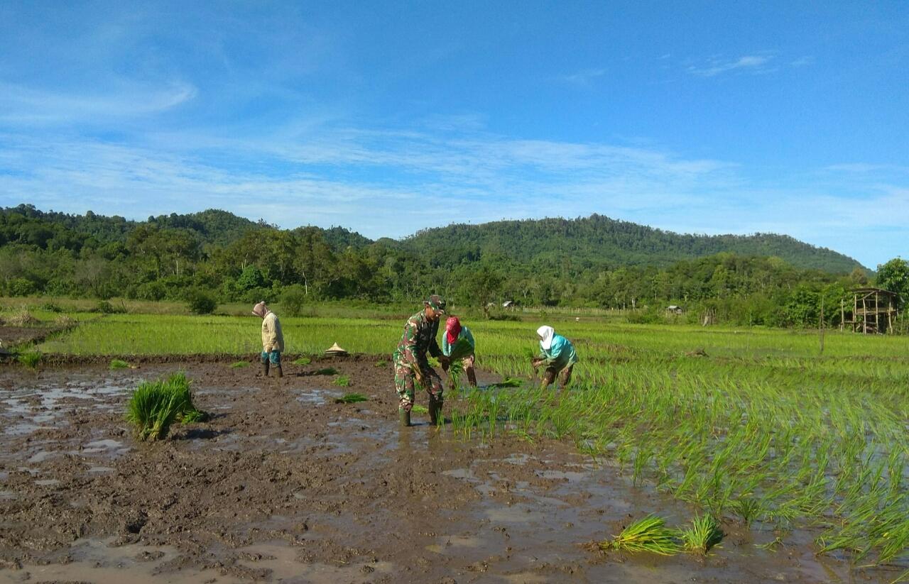 Musim Hujan Tiba Babinsa Bantu Warga Menanam Padi