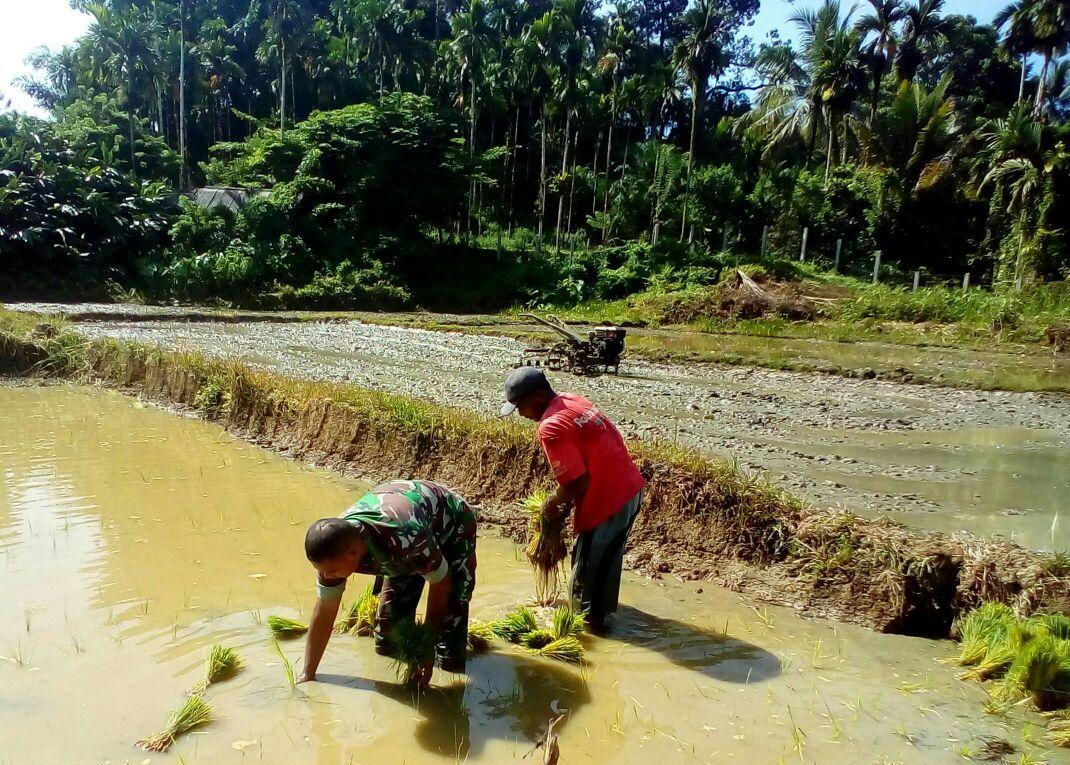 Babinsa Koramil 01/Sungai Mas Bantu Penanaman Padi Dilahan Seluas 35 Ha