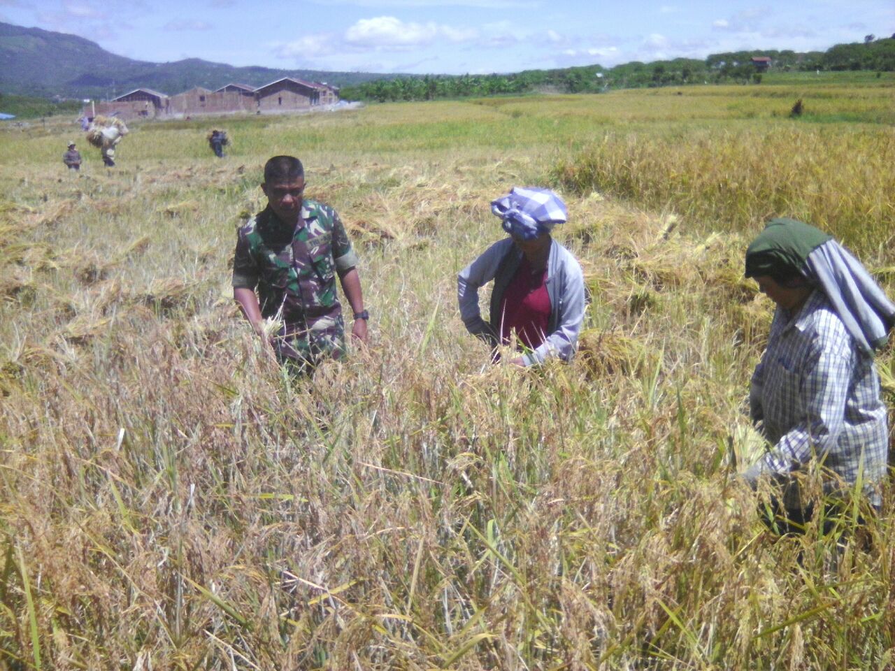 Kebersamaan Babinsa dan Petani Dalam Panen Padi