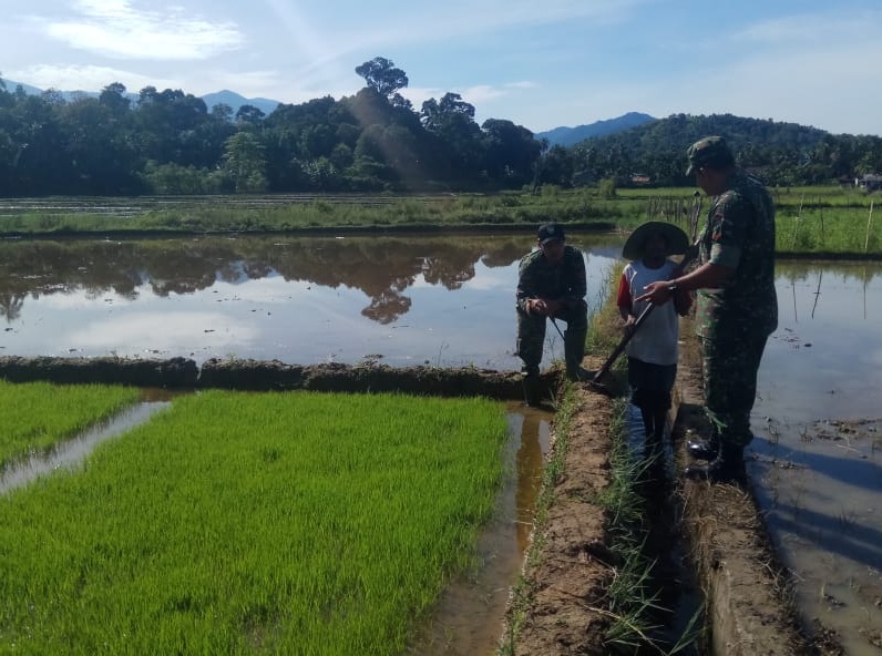 Babinsa Koramil Manggeng Cek Pertumbuhan Bibit Padi