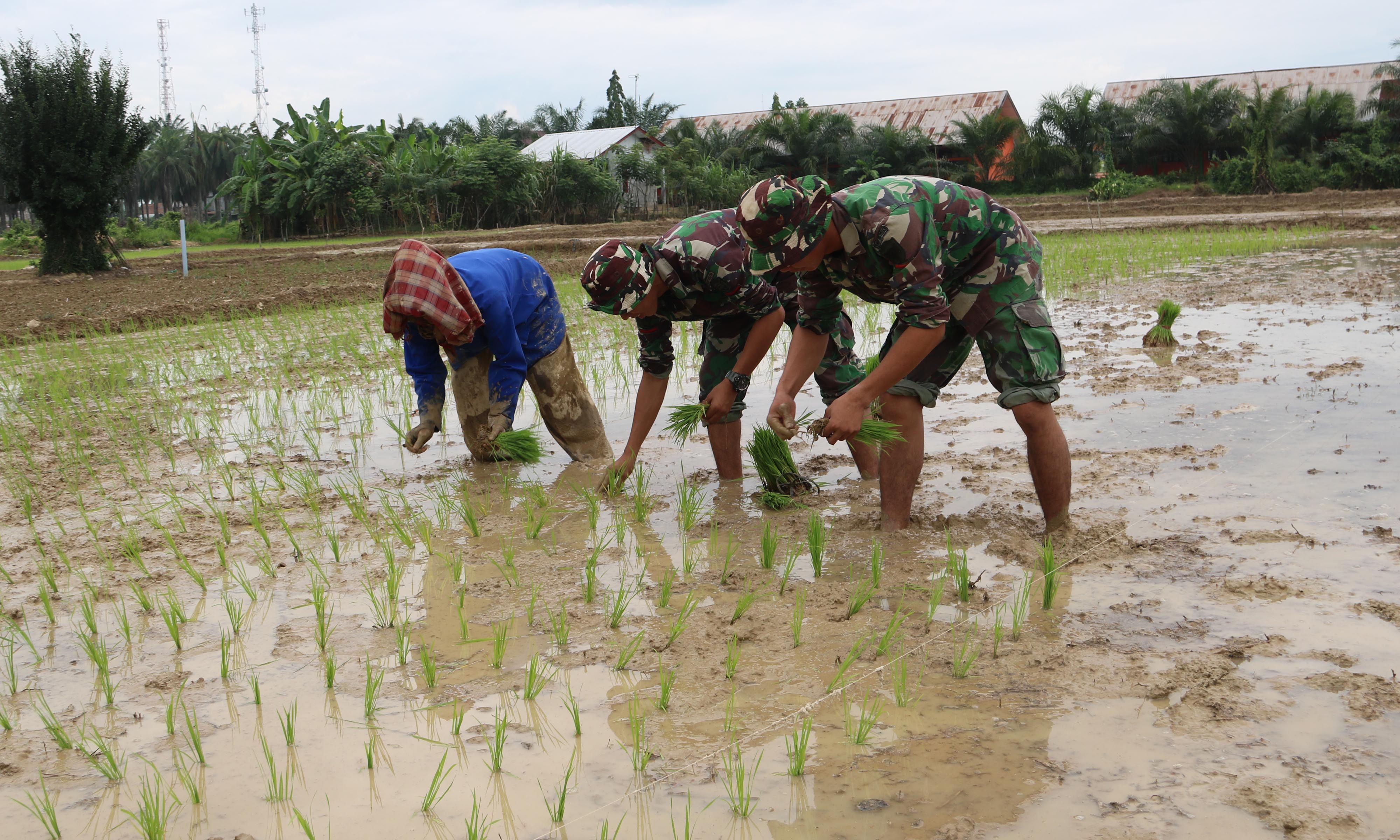 Prajurit Raider Khusus 111 Bantu Petani Menanam Padi