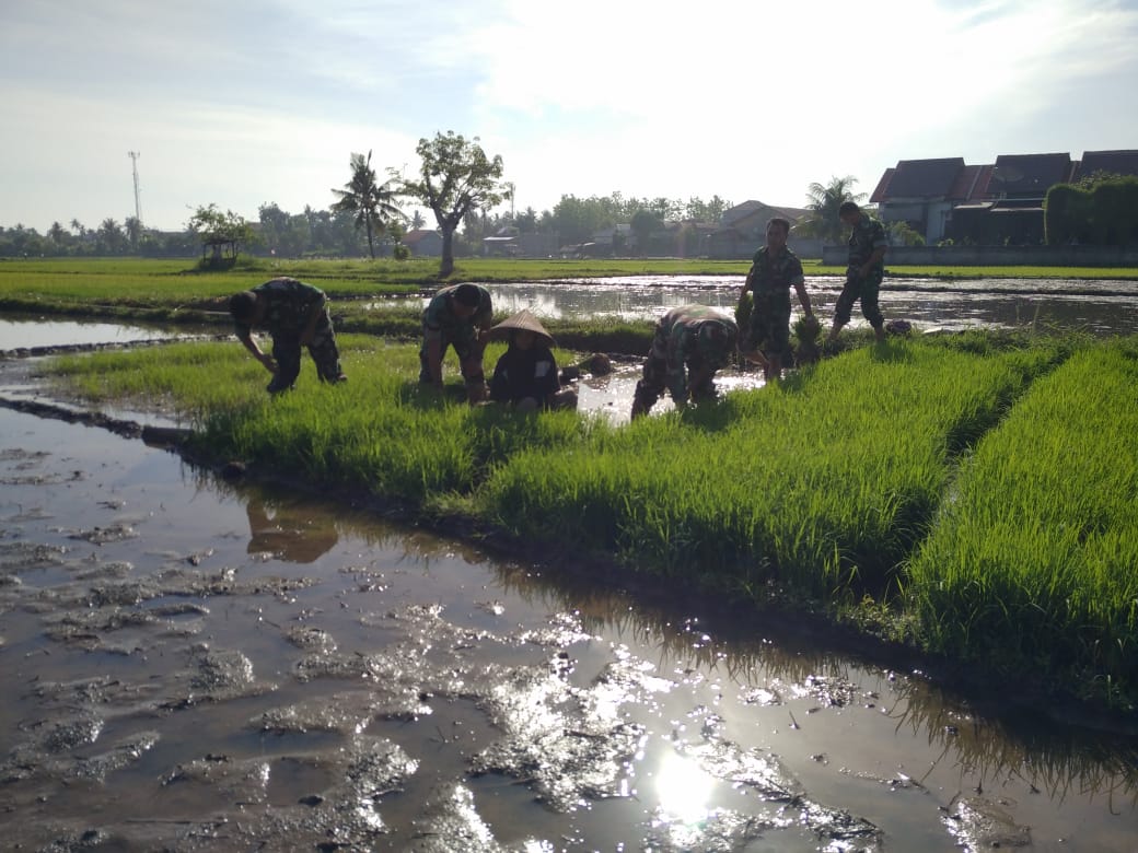 Babinsa Koramil 01/Kotajuang Turun Ke Sawah Bantu Petani Tanam Padi