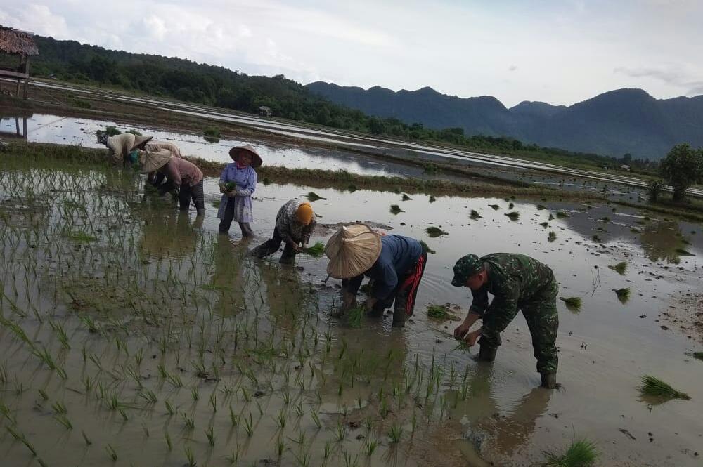 Babinsa Lamno Bantu Petani Tanam Padi