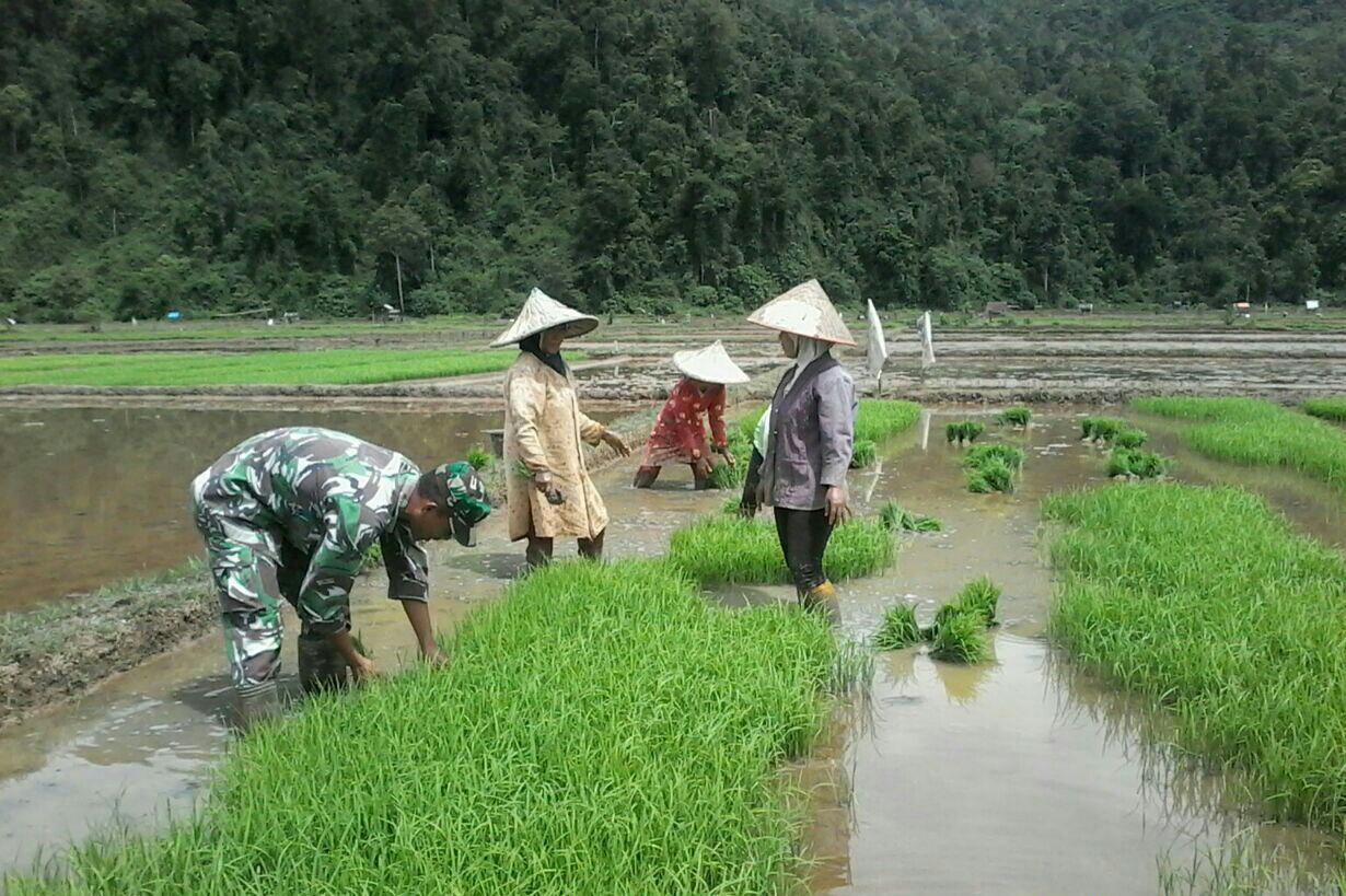 Masa Tanam Padi Tiba, Babinsa Bantu Petani Cabut Bibit