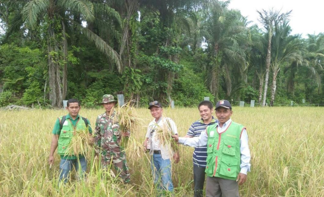 Babinsa Bersama Ppl Bantu Petani Panen Padi