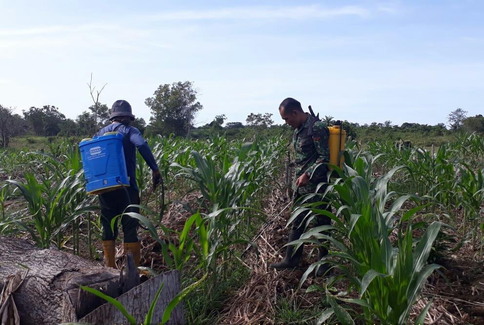 Babinsa Pasie Raya Bantu Semprot Kebun Jagung Warga