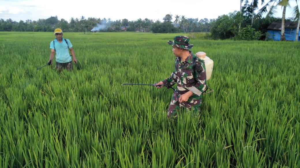Babinsa Koramil 03/Kaway XVI Dampingi Petani Menyemprot Hama Padi
