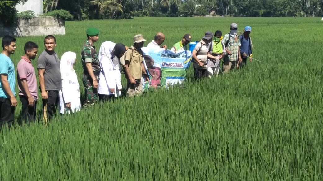 Babinsa Koramil 06/Peusangan Bersama Kepala BPP, Mantri Tani, Petugas POPT Dan PPL Melaksanakan Pengendalian OPT