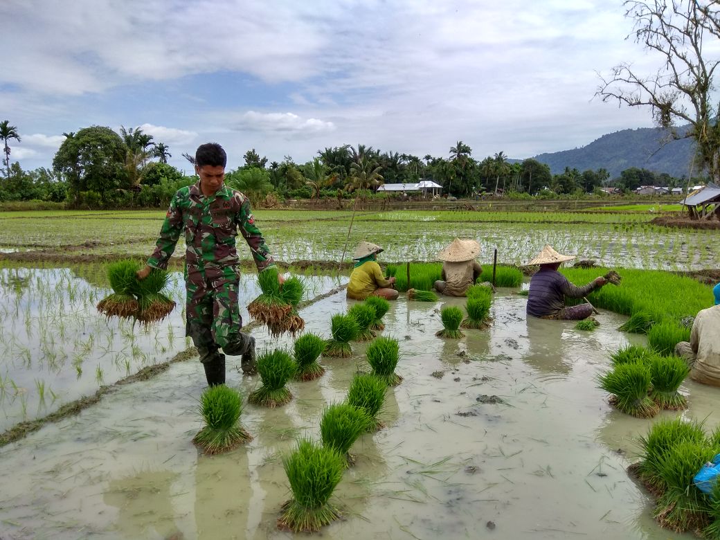 Dorong Semangat Kerja Petani Binaan, Babinsa Koramil 02/KB Turun Ke Sawah Bantu Cabut Bibit Padi