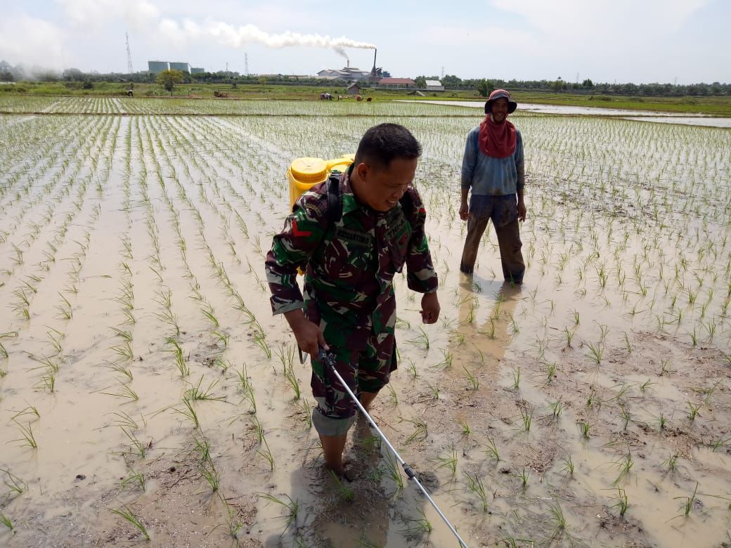 Babinsa Koramil 08/Gandapura Bersama Petani Berantas Hama Keong