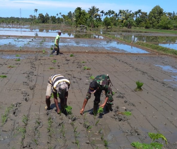 Poktan Binaan Tanam Padi, Babinsa Ramil Kuala Batee ikut andil