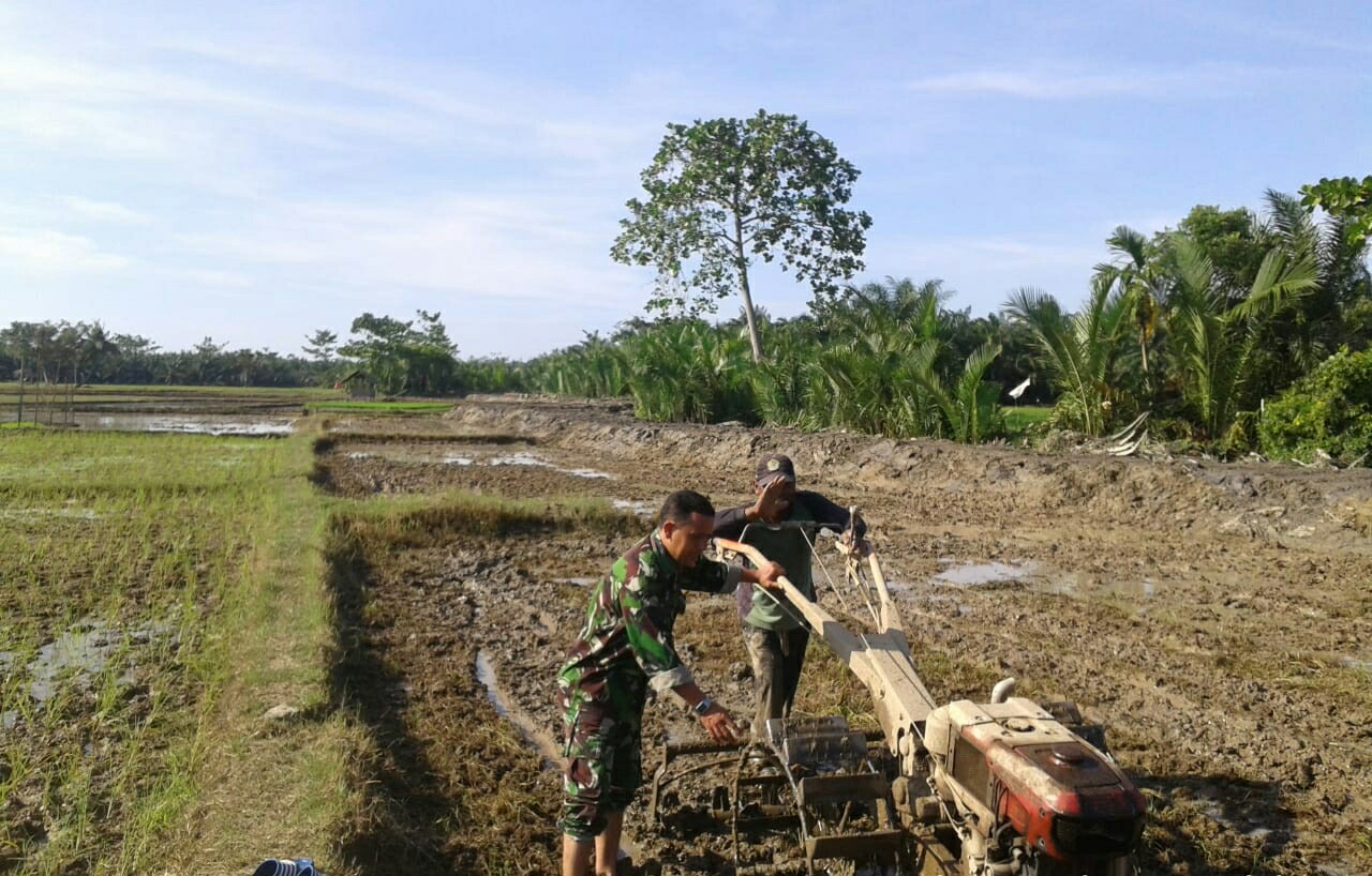 Menjelang Musim Tanam Padi, Para Babinsa Kodim 0117/Atam Turun Kesawah Mendampingi Petani