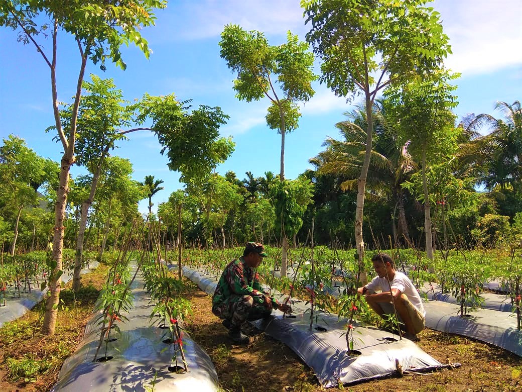 Babinsa Koramil 04/Lhoong Dorong Warga Manfaatkan Lahan Kosong Untuk Lahan Pertanian