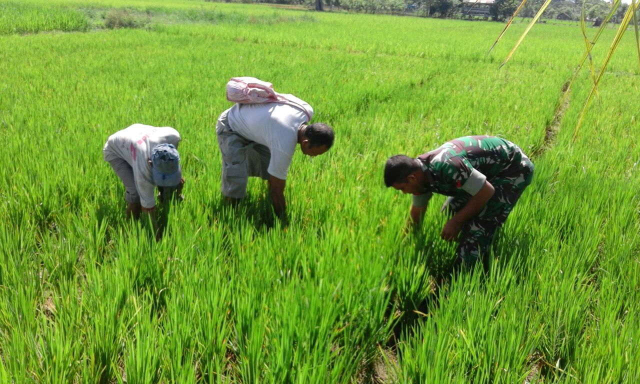 Kopral Jamal Bantu Petani Bersihkan Hama Gulma Milik Petani