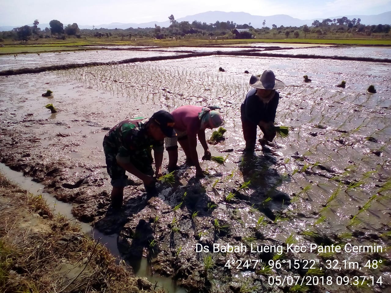 Peran Aktif Babinsa Posramil 05/Pante Cermen Dampingi Petani Tanam Padi