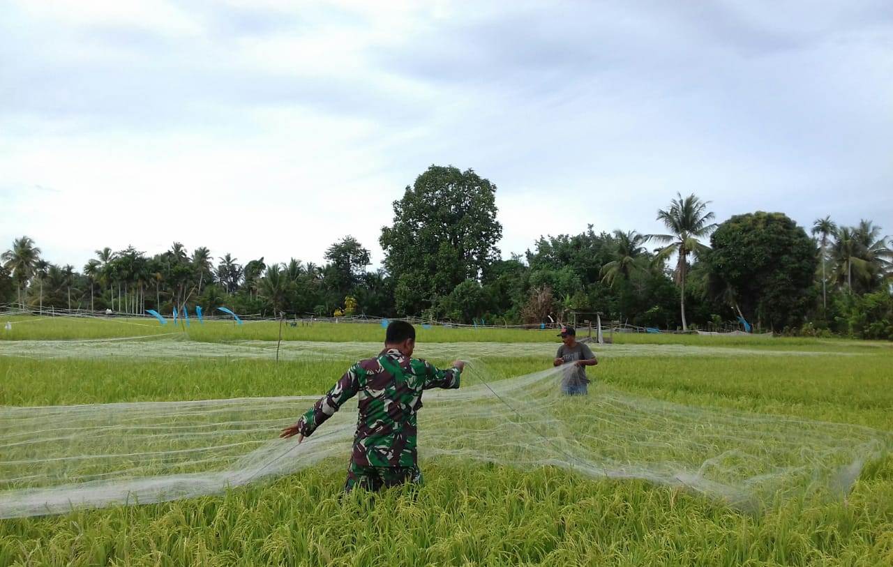 Babinsa Bantu Warga Atasi Hama Burung