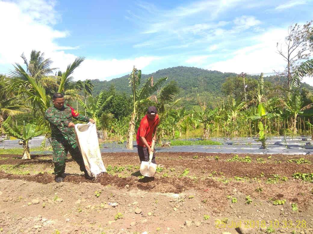 Babinsa Koramil 02 Bantu  Petani Olah Lahan