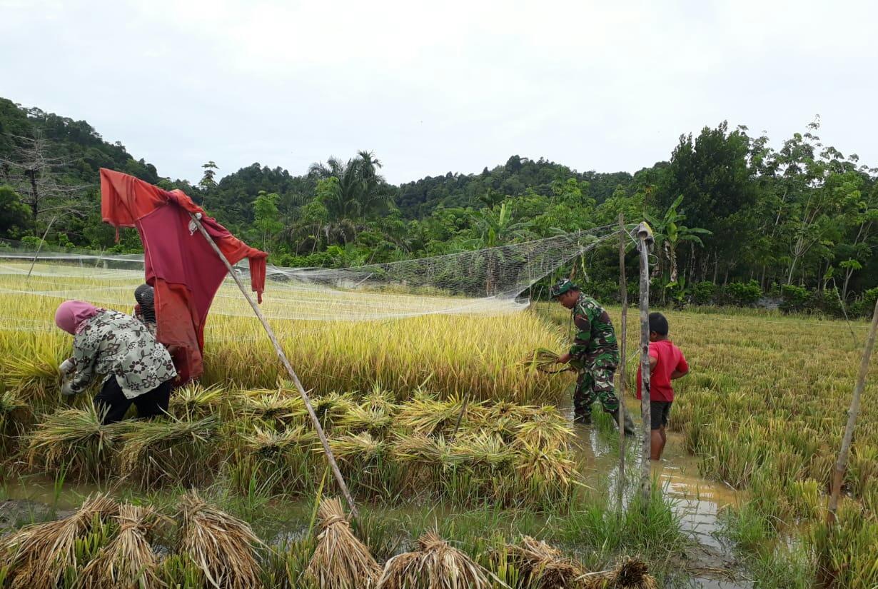 Musim Panen, Babinsa Darul Hikmah  Bantu Warga Potong Padi