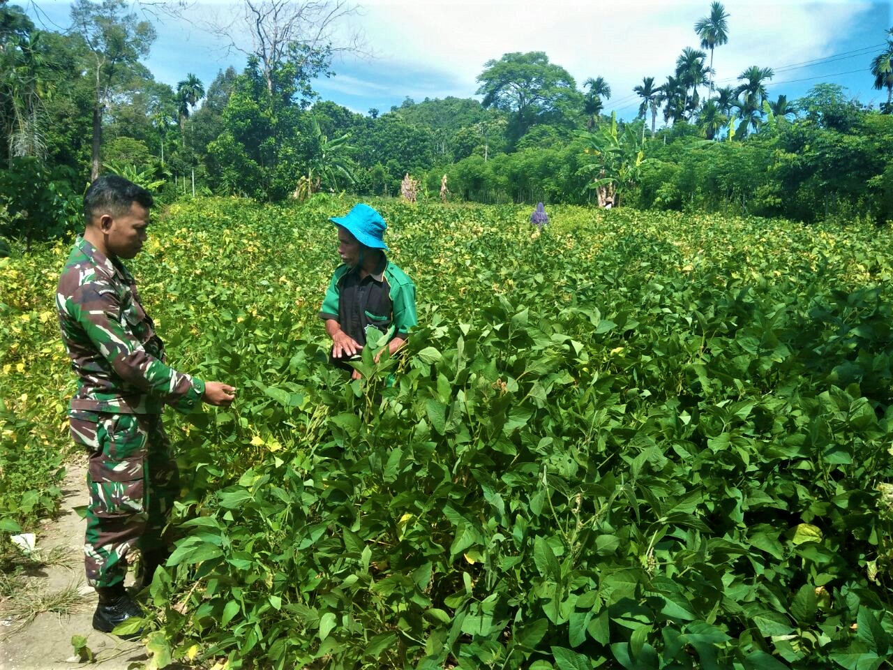 Babinsa Koramil 01/Seulimeum Beri Motivasi Kepada Petani Kedelai di Desa Binaan