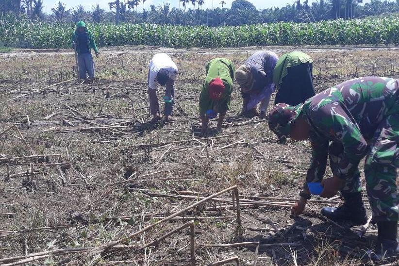 Babinsa Bantu Warga Tanam Jagung