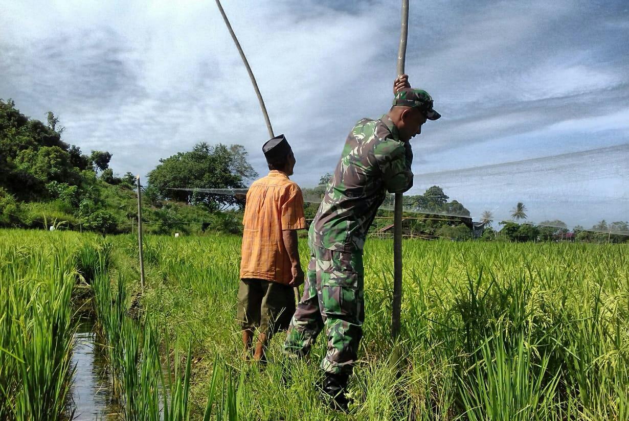 Cegah Hama Burung, Babinsa Bantu Petani Pasang Jaring