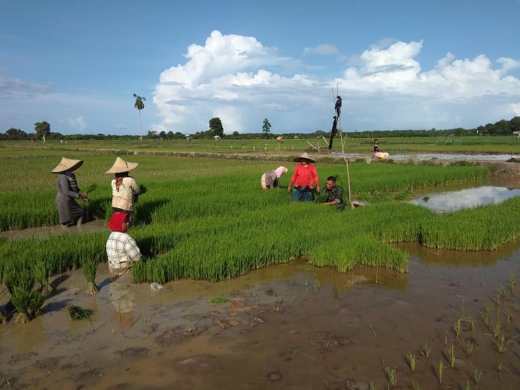 Sertu Vien Bantu Petani Cabut Bibit Padi