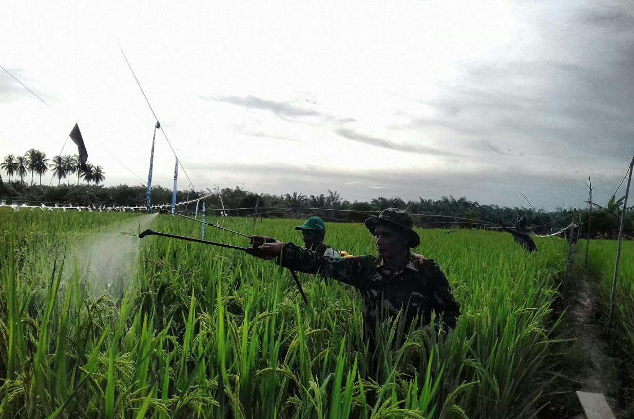 Babinsa Bantu Petani Basmi Hama Walang Sangit