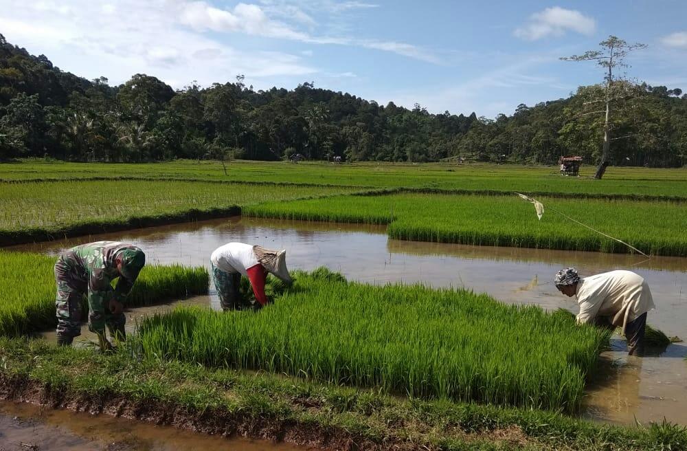 Musim Tanam Tiba Babinsa Lamno Bantu Petani Siapkan Bibit