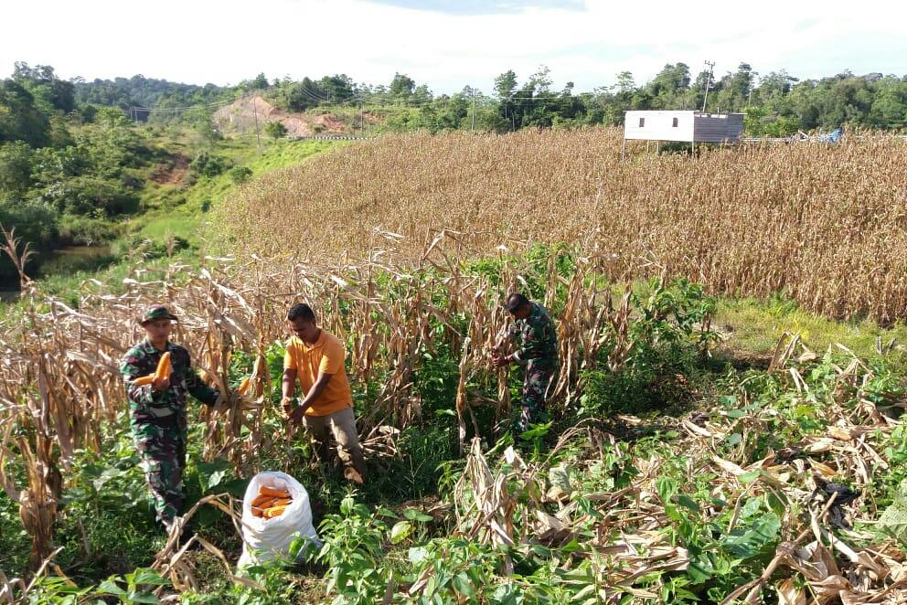 Personil  Koramil Lhok Kruet Bantu Warga Panen Jagung