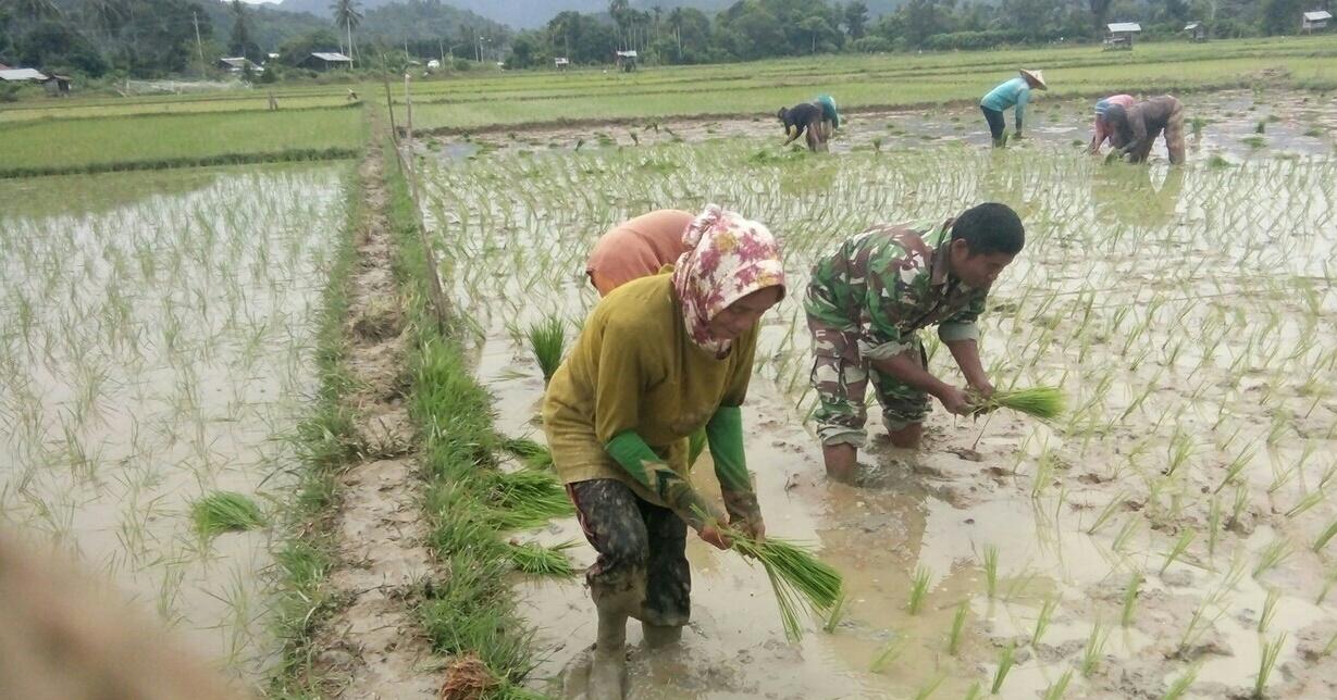 BABINSA INDRA JAYA BANTU PETANI TANAM PADI SELUAS 15 HEKTAR