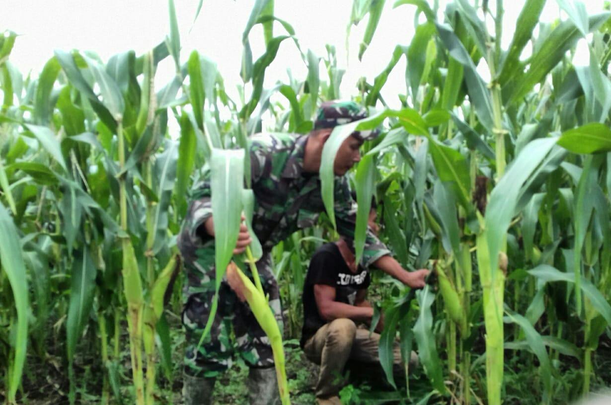 Pastikan Kondisi Jagung Warga, Babinsa Turun Tangan