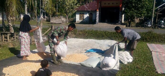 BABINSA BANTU WARGA JEMUR JAGUNG DI PASIE RAYA