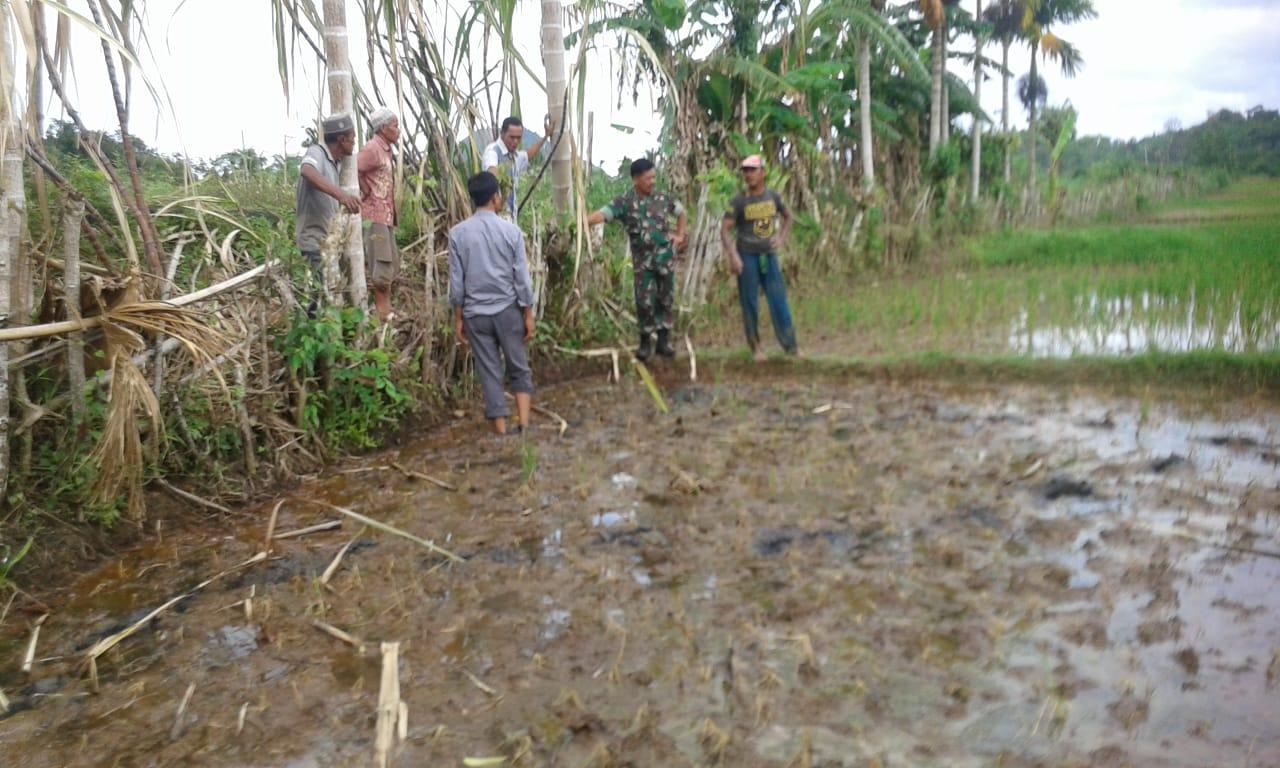 Diduga Tercemar Limbah Tambak, Danramil Lamno Terjun ke Lokasi