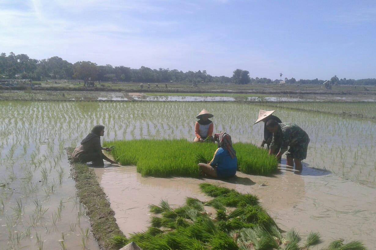 Masa Tanam Padi Tiba, Babinsa Bantu Petani Cabut Bibit