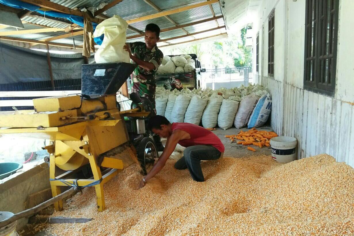 BABINSA PASIE RAYA BANTU WARGA RONTOKKAN JAGUNG