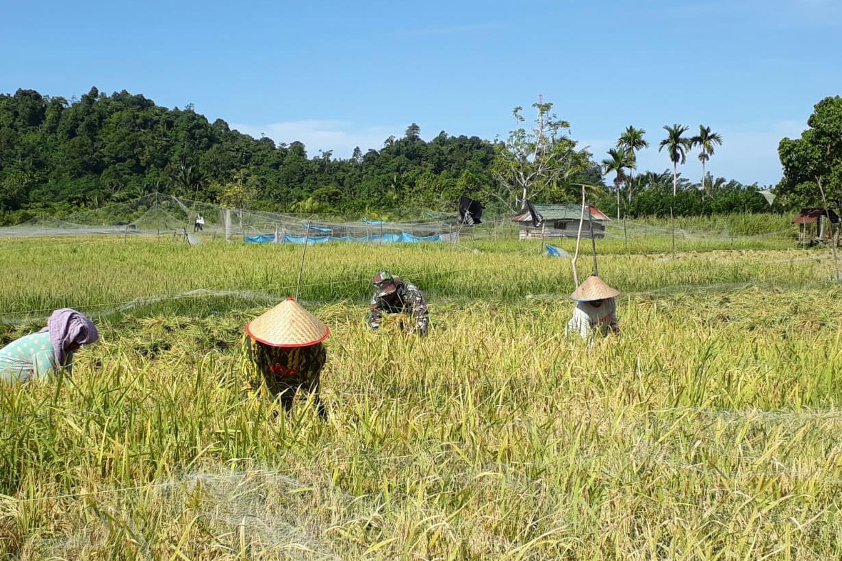 SAWAH MENGUNING, BABINSA DARUL HIKMAH BANTU WARGA POTONG PADI