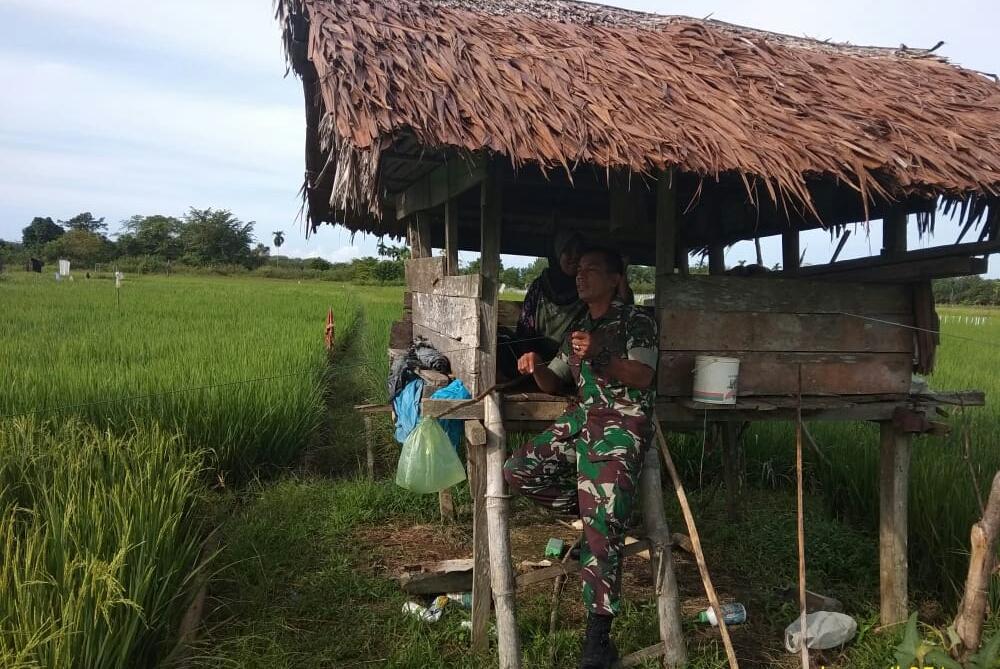 Lindungi Padi Warga, Babinsa Panga Bantu Usir Hama Burung