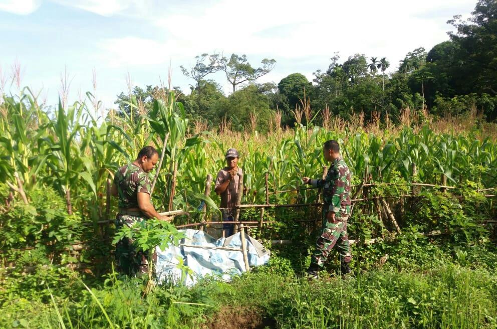 Pantau Perkembangan Kebun Jagung Warga, Babinsa Lhok Kruet Terjun ke Lapangan