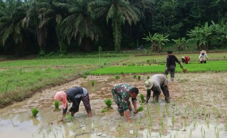 Babinsa Kodim 0117/Aceh Tamiang Bersinergi Bantu Petani Dimusim Tanam Padi