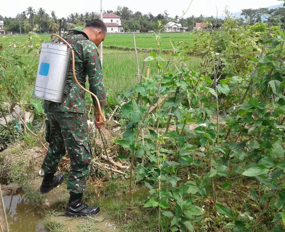 Babinsa Koramil 04/Susoh Dorong Peningkatan Ekonomi Petani