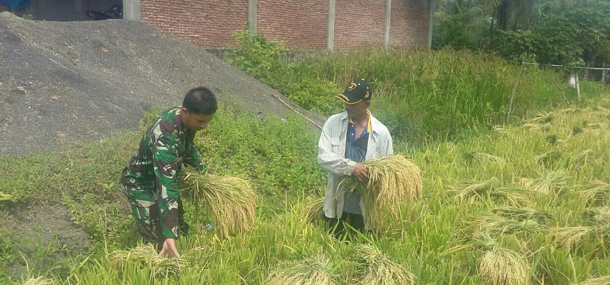 Petani Panen Padi, Babinsa Pos Indra Jaya Ikut Bantu