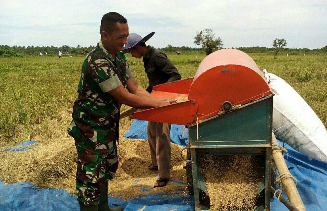 BABINSA PANGA BANTU PETANI RONTOKKAN PADI