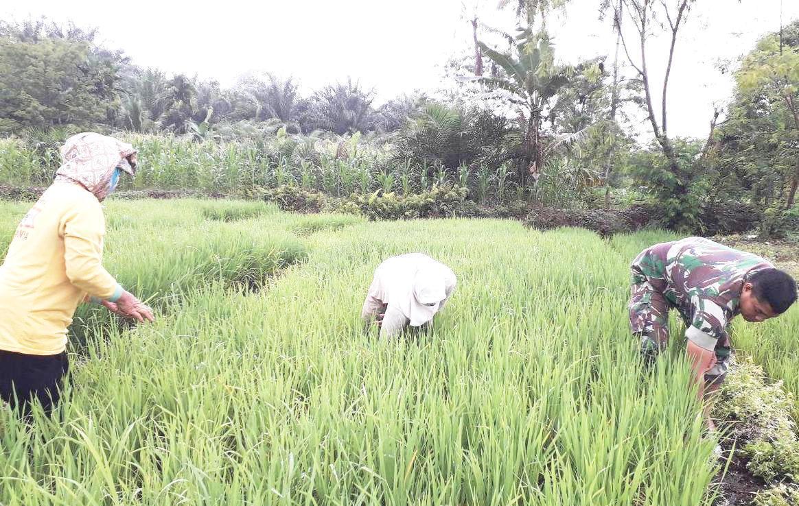 Babinsa Koramil 01/Lawe Sigala-gala Bersama Petani Rawat Pertanian