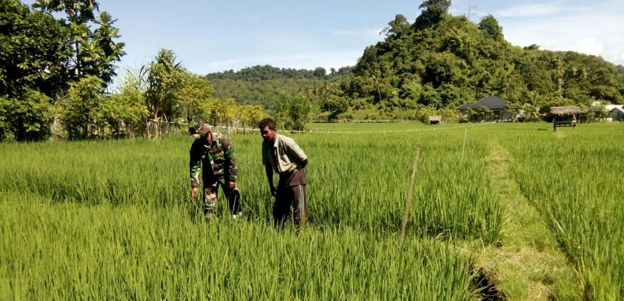 SERTU SURONO PANTAU PETUMBUHAN PADI WARGA