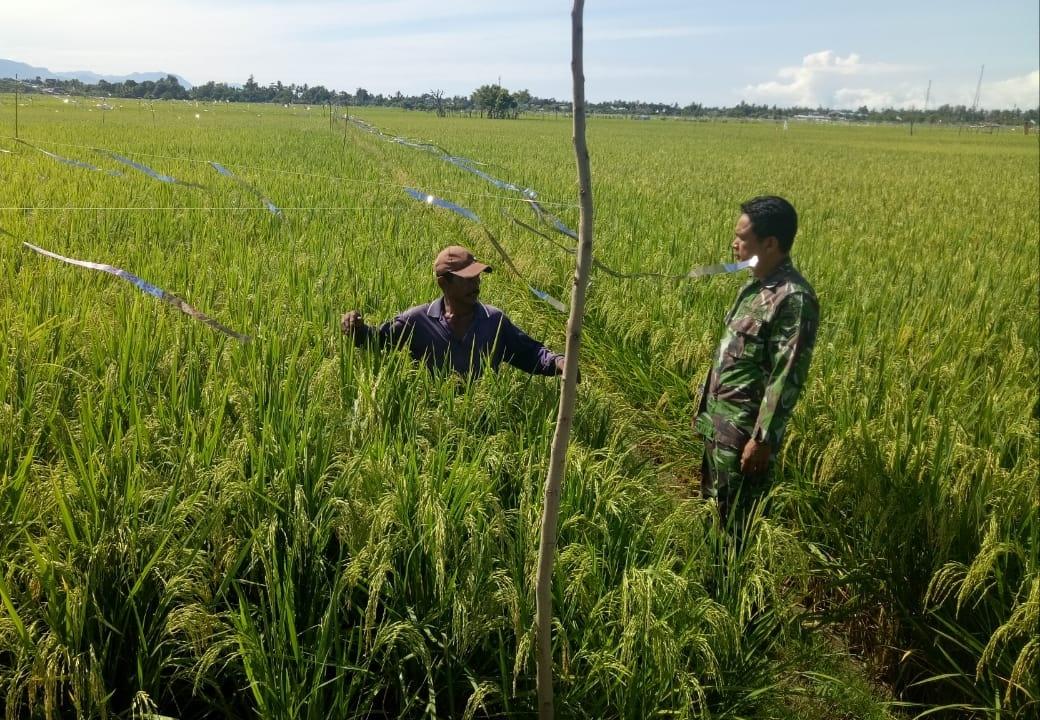 Respon Keluhan Petani, Babinsa Koramil 04/Susoh Bantu Halau Burung