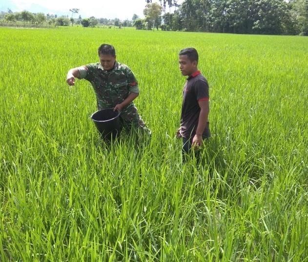 Koptu Muhajirin Bantu Petani Tabur Pupuk