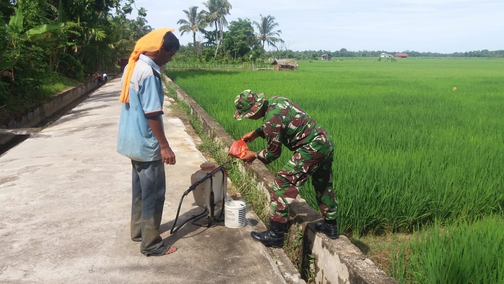 Babinsa Koramil 01/Blangpidie Fokuskan Bantu Petani Rawat Padi