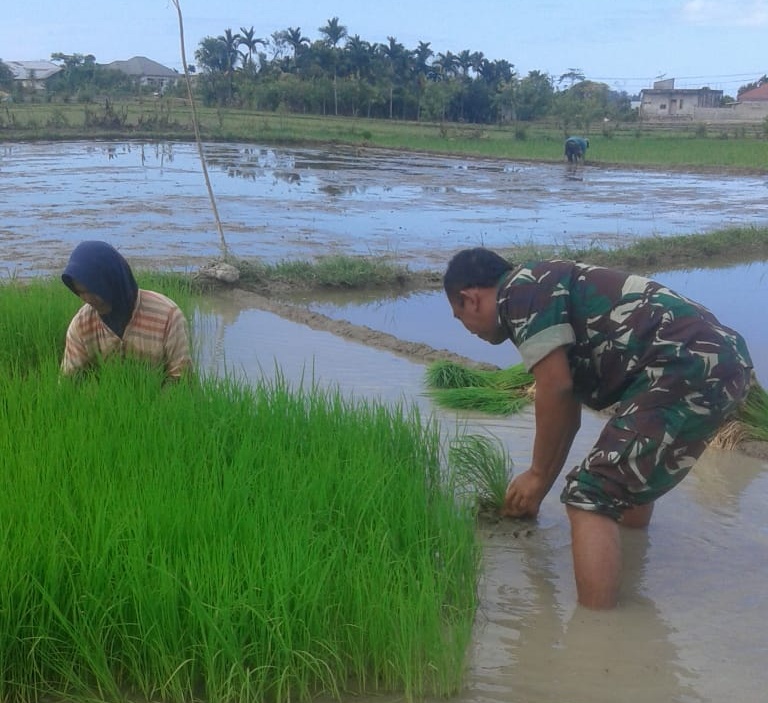 Babinsa Ramil Blangpidie Ulurkan Tangan Bantu Petaninya